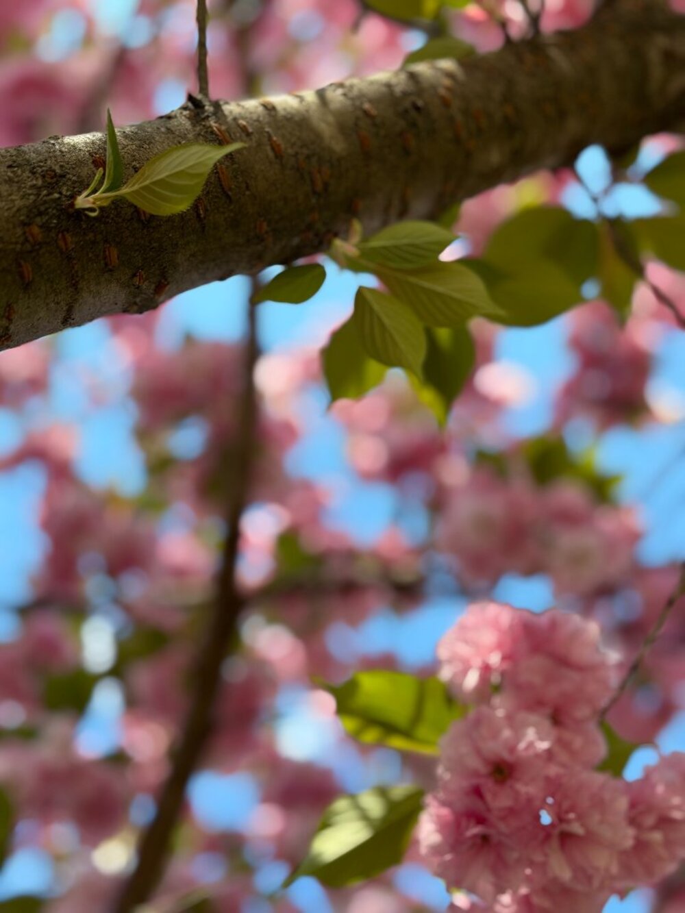 TUES 8pmEst  Bookmark this:4/28 Tuesday Book Lover's share show ❤️ ❤️be notified - Picture 7 of 16